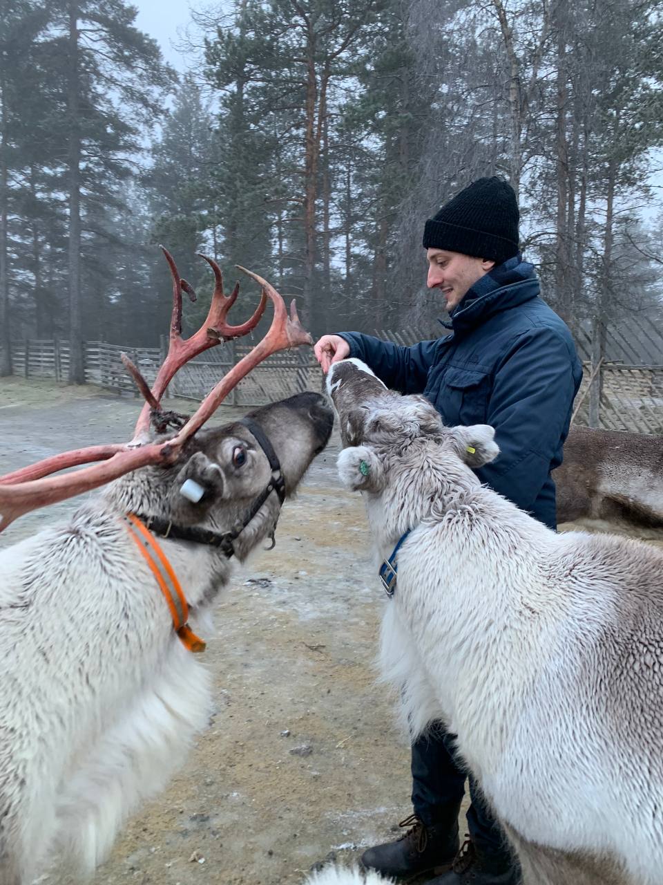 skarredghost lapland reindeers